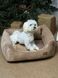 Диван для котів та собак "Foxy" велюр + чохли бежевий sofa-foxy_s_velour_beige фото 7